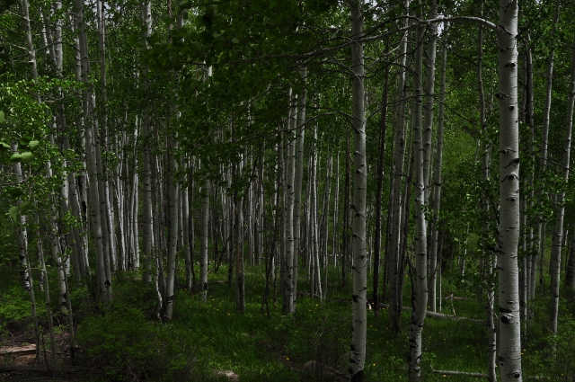 Big Al Trail of aspens